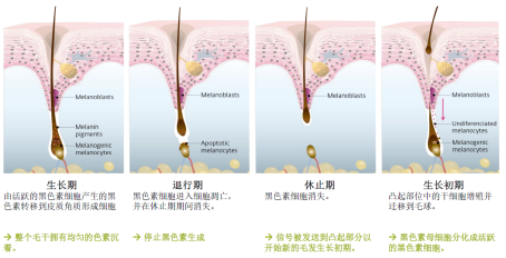 白转黑® 来源资料图 2