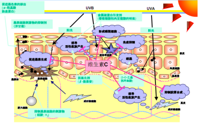 维生素C磷酸酯钠纳米脂质体 来源资料图 3