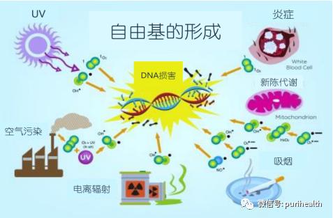 芸香苷纳米脂质体 来源资料图 2