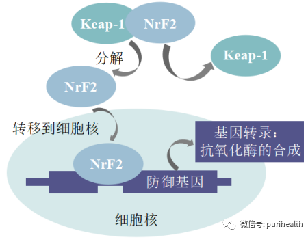 芸香苷纳米脂质体 来源资料图 3