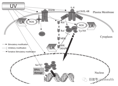 纳米硫辛酸