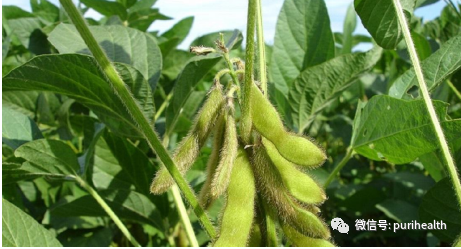大豆异黄酮纳米脂质体
