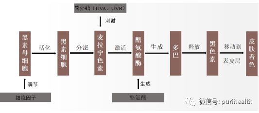 β-胡萝卜素纳米脂质体 来源资料图 7