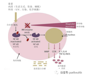 厚朴提取物纳米脂质体 来源资料图 3