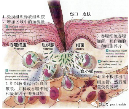 厚朴提取物纳米脂质体 来源资料图 7