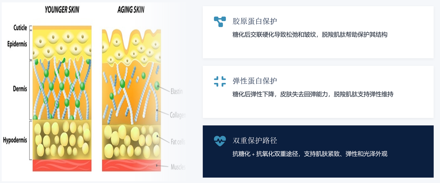 脱羧肌肽 来源资料图 11