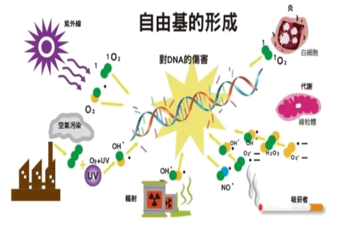 橙皮素纳米脂质体 来源资料图 4