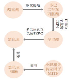 橙皮素纳米脂质体 来源资料图 9