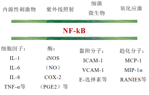 卡瓦提取物 来源资料图 3