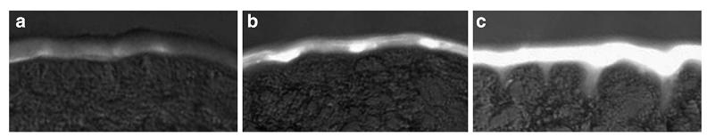 NanoActive ArteOlea™ 青蒿油纳米脂质体 来源资料图 5